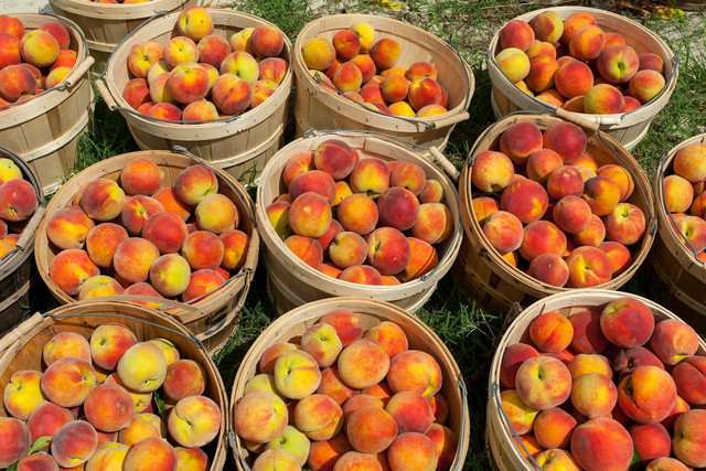 Ilustrasi buah persih hasil budi daya. Foto: Pexels