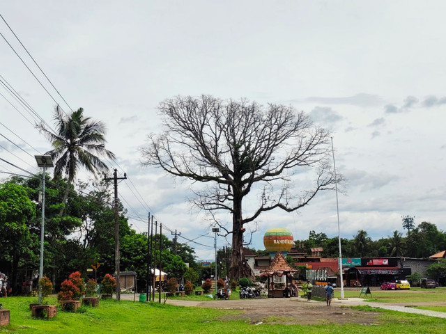 Pohon randu alas tampak dari kejauhan di Desa Tuksongo, Kecamatan Borobudur, Kabupaten Magelang, Jawa Tengah, Rabu (14/1/2026). Foto: Arfiansyah Panji Purnandaru/kumparan