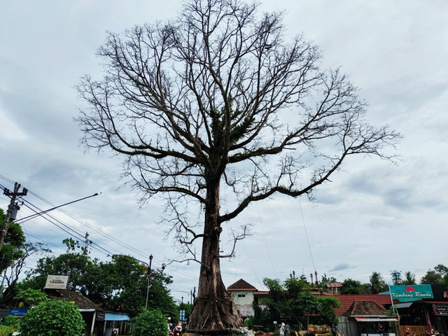Tampak pohon randu alas yang mengering di Desa Tuksongo, Kecamatan Borobudur, Kabupaten Magelang, Jawa Tengah, Rabu (14/1/2026). Foto: Arfiansyah Panji Purnandaru/kumparan