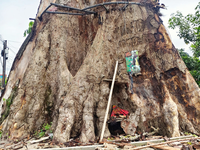 Kondisi batang pohon randu alas di Desa Tuksongo, Kecamatan Borobudur, Kabupaten Magelang, Jawa Tengah, Rabu (14/1/2026). Foto: Arfiansyah Panji Purnandaru/kumparan