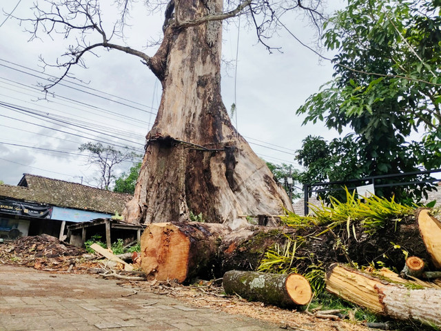 Potongan batang pohon randu alas yang telah dipangkas tergeletak di Desa Tuksongo, Kecamatan Borobudur, Kabupaten Magelang, Jawa Tengah, Rabu (14/1/2026). Foto: Arfiansyah Panji Purnandaru/kumparan