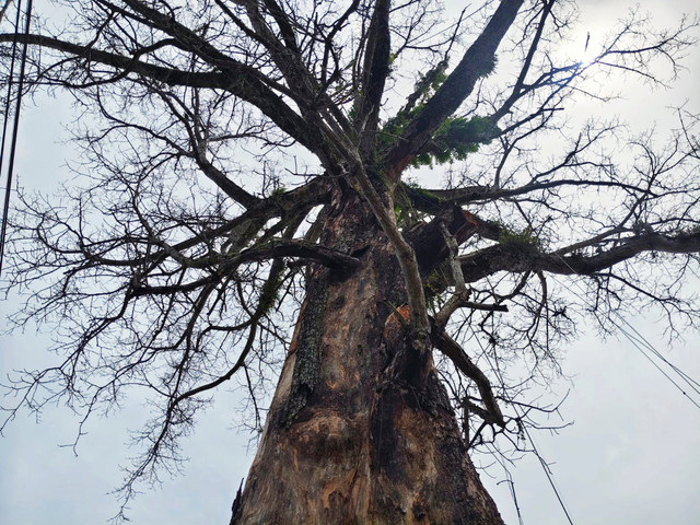 Ranting pohon randu alas yang mengering di Desa Tuksongo, Kecamatan Borobudur, Kabupaten Magelang, Jawa Tengah, Rabu (14/1/2026). Foto: Arfiansyah Panji Purnandaru/kumparan