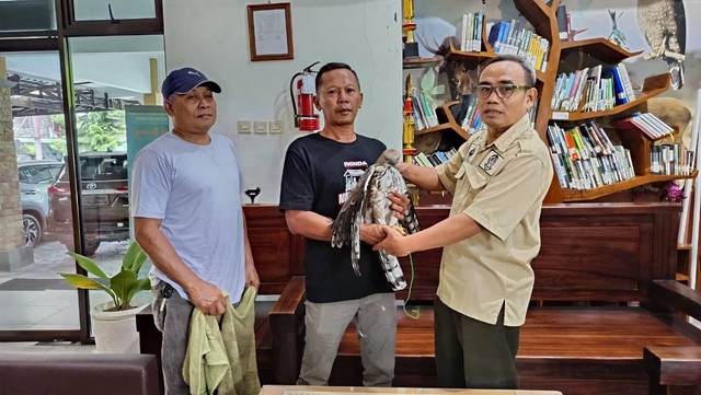 Seorang warga Sleman menyerahkan elang jawa yang sudah ia pelihara selama 3 tahun ke BKSDA Yogya. Foto: BKSDA Yogya