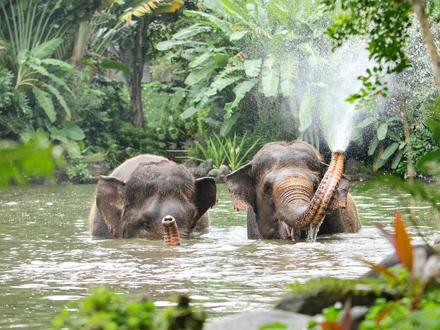 Aktivitas gajah sumatera di Bali Zoo. Foto: Dok. Bali Zoo