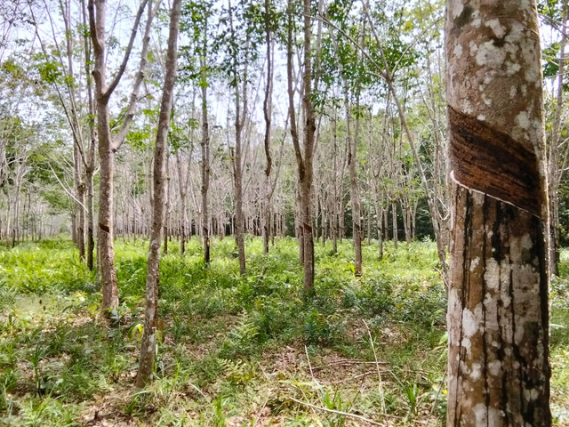 Pembangunan kawasan TORA sebagai strategi baru dalam membangun pusat ekonomi berbasis pedesaan secara berkelanjutan (Sumber: foto pribadi).
