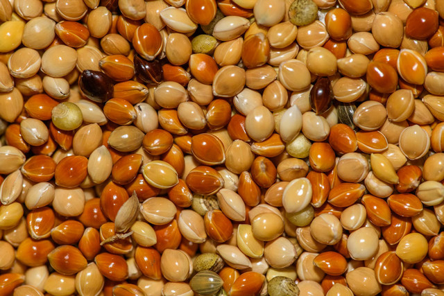 Ilustrasi variasi kulit biji pada kacang-kacangan. Foto: Pexels