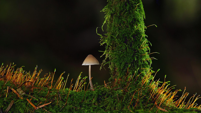 Ilustrasi ekologi pada mahkluk hidup. Foto: Pixabay