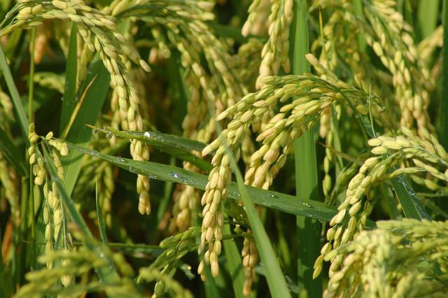 Ilustrasi budi daya tanaman padi. Foto: Pixabay