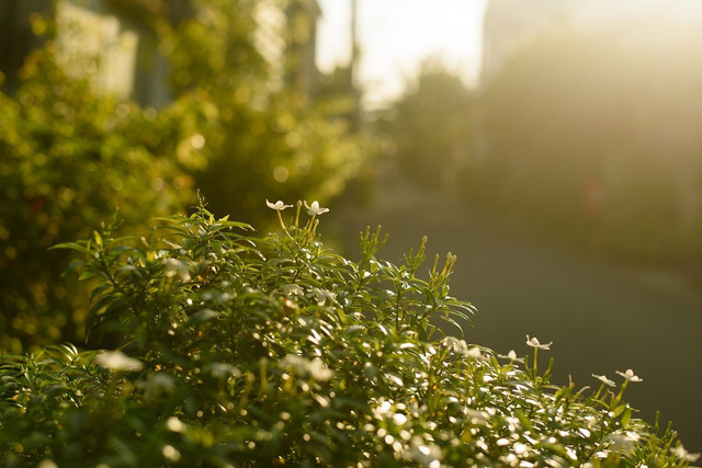 Matahari terbit menyinari Bumi. Foto: Pixabay