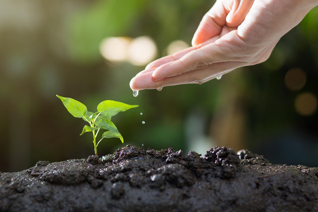 Bibit yang tumbuh menjadi tanaman. Foto: Pixabay