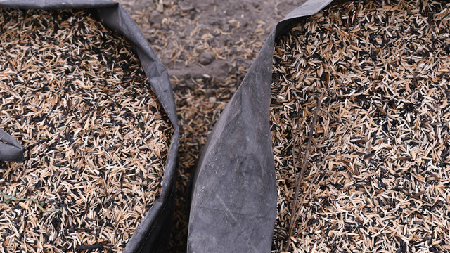 Ilustrasi arang sekam sebagai media tanam. Foto: Pexels