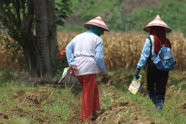 Ilustrasi Perkebunan di Gorontalo. Foto: Pixabay.