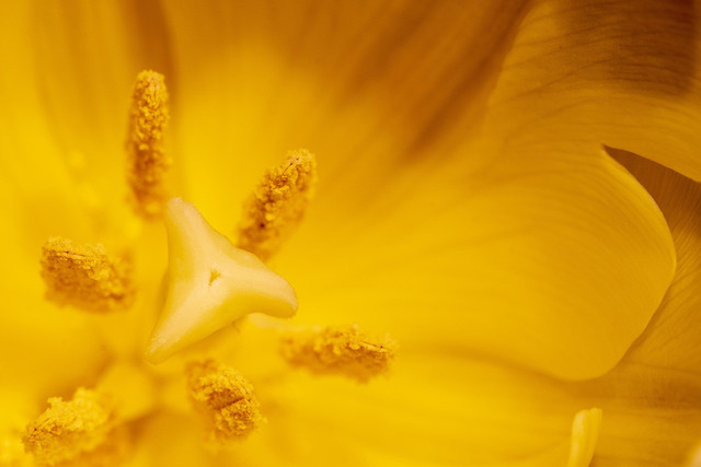 Ilustrasi serbuk sari. Foto: Pixabay