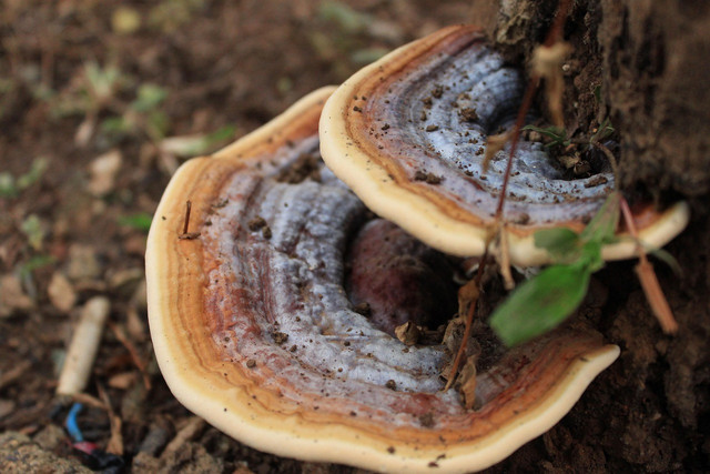 Ilustrasi jamur tular tanah Ganoderma kelapa sawit. Foto: Pixabay