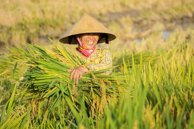 Ilustrasi penerapan revolusi hijau dalam budi daya padi. Foto: Pixabay
