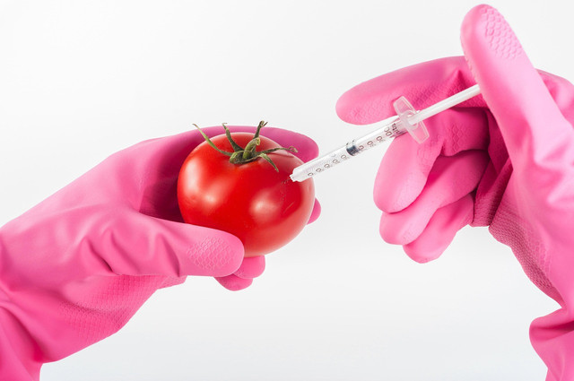 Ilustrasi penerapan metode rekayasa genetik pada tanaman. Foto: Pixabay