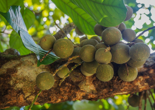 Ilustrasi buah duku di pohonnya. Foto: Pixabay