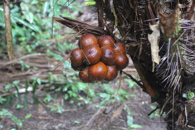 Ilustrasi buah salak. Foto: Pixabay
