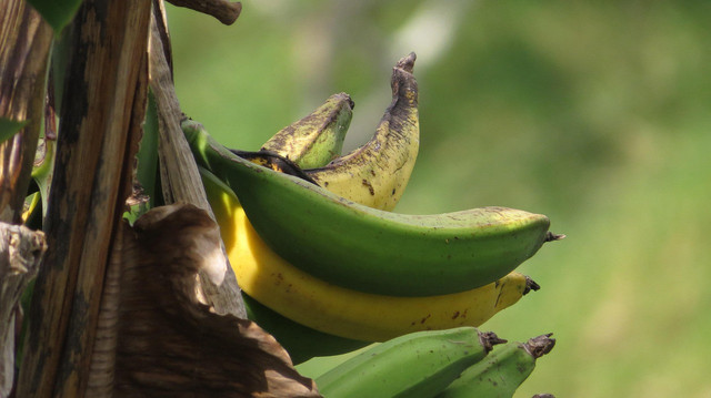 Ilustrasi pisang raja. Foto: Pixabay