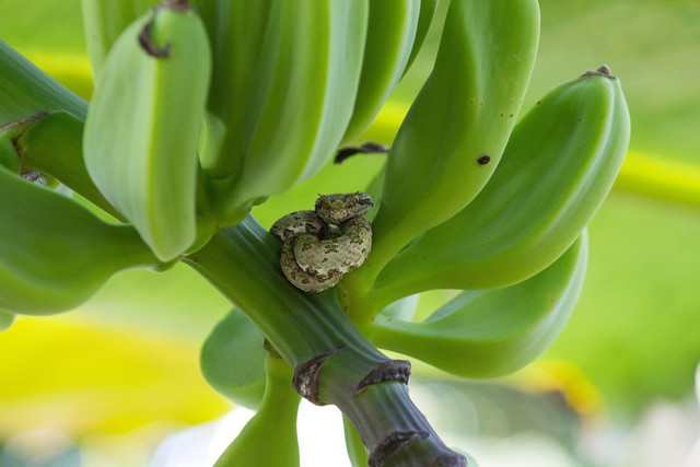 Ilustrasi pisang kepok. Foto: Pixabay
