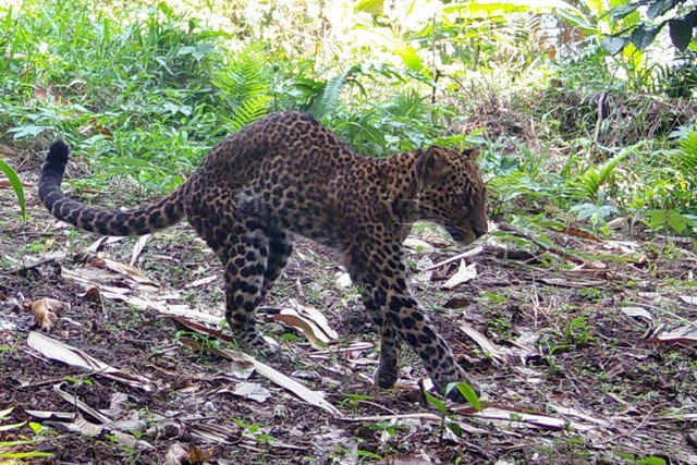 Macan tutul Jawa di kawasan hutan Gunung Sanggabuana, Karawang. Foto: Sanggabuana Conservation Foundation (SCF)