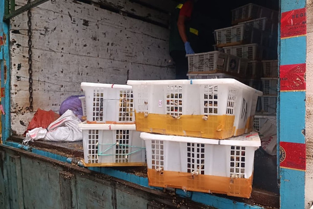 Penampakan truk mengangkut sebanyak 7.335 ekor burung yang hendak diselundupkan di Kantor Balai Karantina Hewan, Ikan dan Tumbuhan Bali, Rabu (21/1/2026). Foto: Denita BR Matondang/kumparan