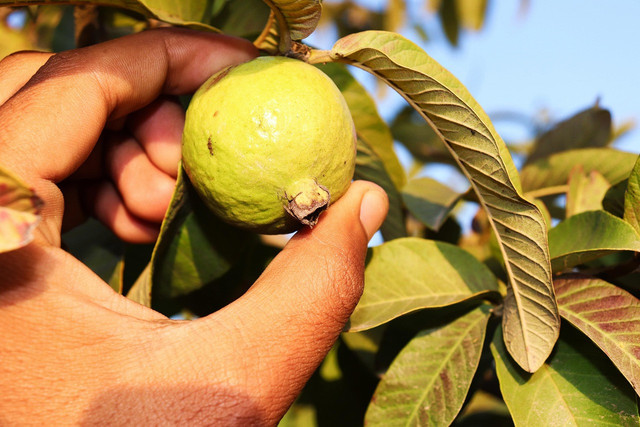 Ilustrasi jambu biji. Foto: Pixabay
