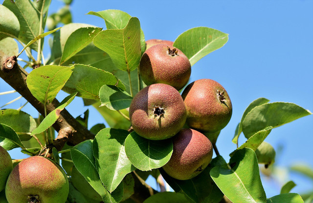 Ilustrasi buah bisbul (velvet apple). Foto: Pixabay