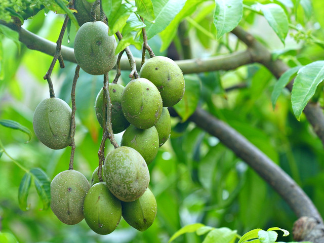 Ilustrasi buah kedondong. Foto: Pixabay