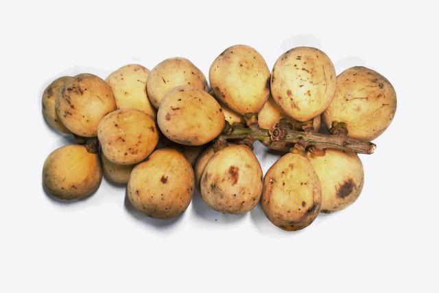 Ilustrasi buah kecapi. Foto: Pixabay