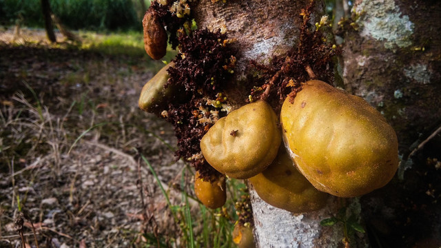 Ilustrasi buah nam-nam. Foto: Pixabay