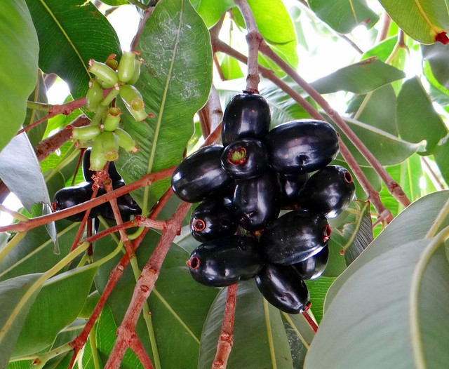 Ilustrasi buah duwet yang mirip buah gowok. Foto: Pixabay