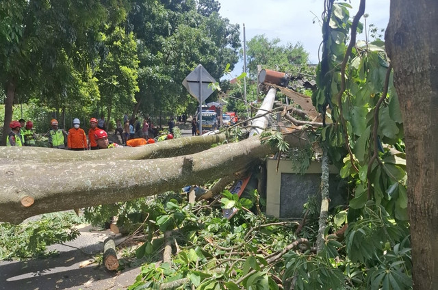 Pohon randu di selatan GOR Nusantara UGM tumbang akibat angin kencang, Sabtu (24/1). Foto: BPBD DIY