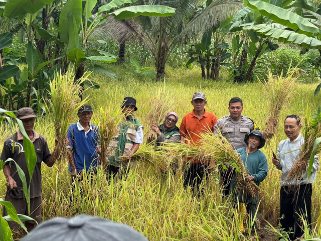 Panen padi di Dusun Karangnongko, Purwosari, Gunungkidul. Foto: Pandangan Jogja/Yusuf Hay