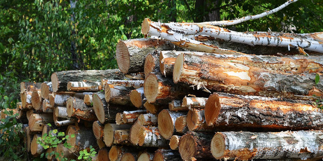 Ilustrasi illegal logging (freepik)