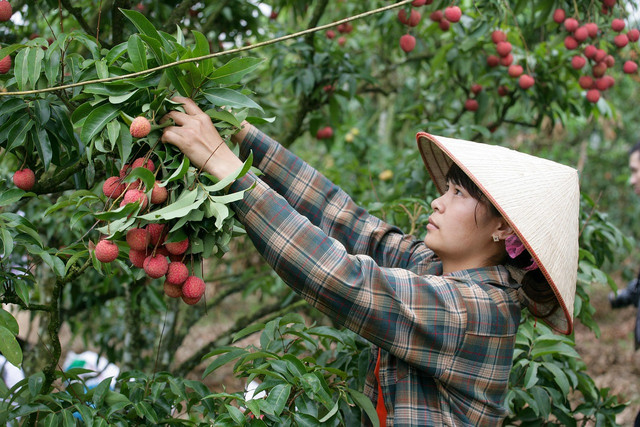 Ilustrasi ekowisata pertanian buah-buahan. Foto: Pixabay