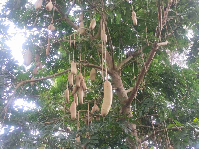 Tak banyak orang tahu bahwa pohon ini menyimpan kisah panjang tentang racun, obat, dan hubungan manusia dengan alam (Foto: Dokumen penulis)
