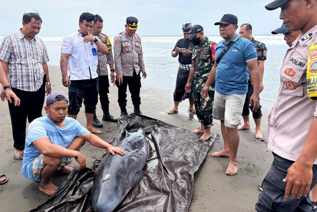 Proses evakuasi ikan paus kerdil terdampar di Pantai Tembles, Bali, Selasa (27/1/2026). Foto: Dok. Polres Jembrana