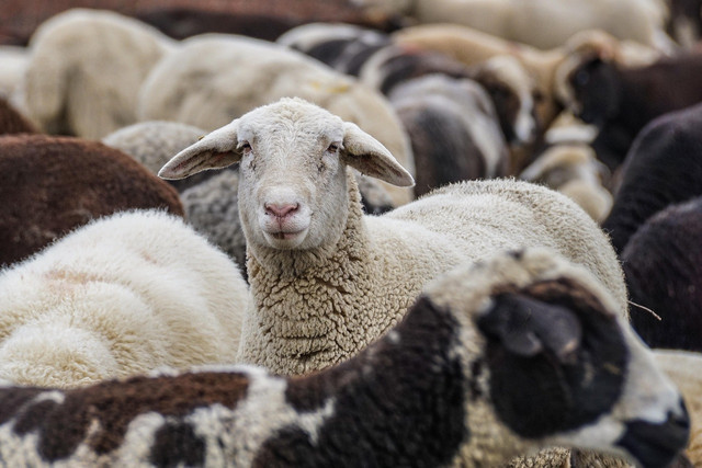 https://pixabay.com/photos/sheep-animals-flock-flock-of-sheep-4810513/