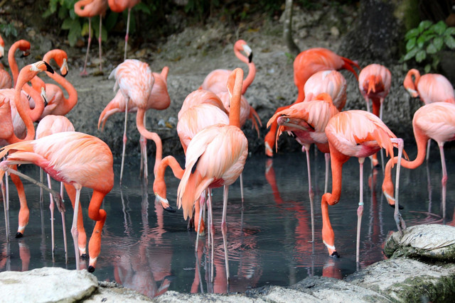 Flamingo besar hampir tidak pernah hidup sendirian. Mereka berkoloni dalam kelompok besar, dari ratusan hingga ribuan ekor (Gambar: https://pixabay.com/photos/flamingo-phoenicopterus-roseus-3417256/)