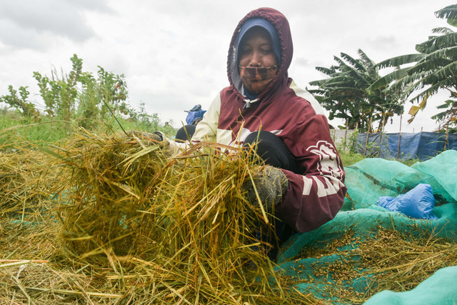 Petani mengeringkan padi usai panen di area sawah yang tergenang banjir di Rorotan, Jakarta, Rabu (28/1/2026). Foto: Fakhri Hermansyah/ANTARA FOTO