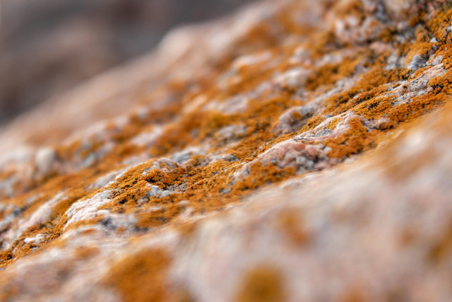 Ilustrasi mikroorganisme tanah dalam ekosistem pertanian. Foto: Pixabay