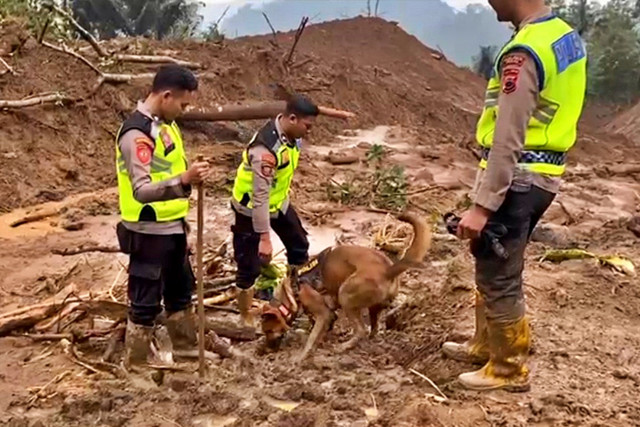 Anjing pelacak K-9 mencari korban longsor di Desa Bongas, Kecamatan Watukumpul, Kabupaten Pemalang, Jawa Tengah. Foto: Dok. Polres Pemalang