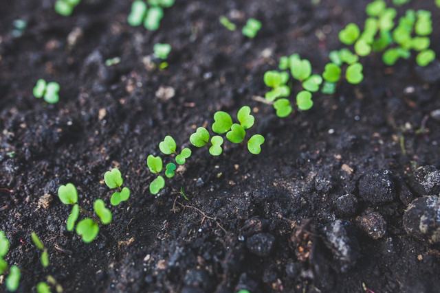 Ilustrasi pertanian organik. Foto: Pexels