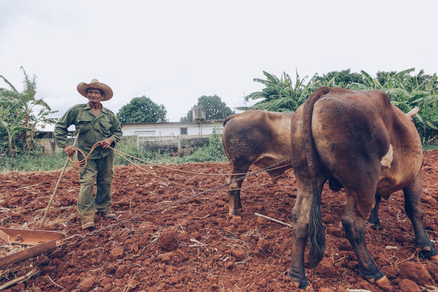 Ilustrasi pemanfaatan kotoran hewan. Foto. Pexels