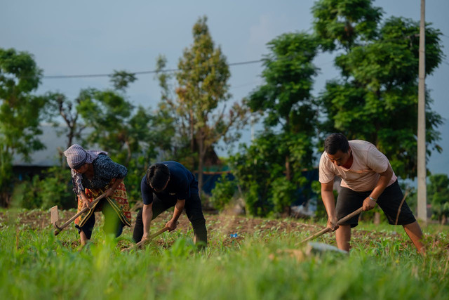 Ilustrasi pertanian terpadu bebas limbah. Foto: Pexels