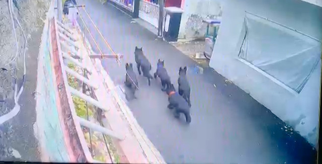 Momen kawanan anjing lepas dan berkeliaran di Kelurahan Warung Muncang, Bandung Kulon, Kota Bandung, Rabu (28/1/2026). Foto: Istimewa