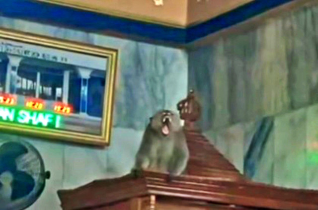 Monyet liar masuk ke masjid di Cakung, Jakarta Timur, Sabtu (31/1/2026). Foto: damkarjakartatimur/Instagram