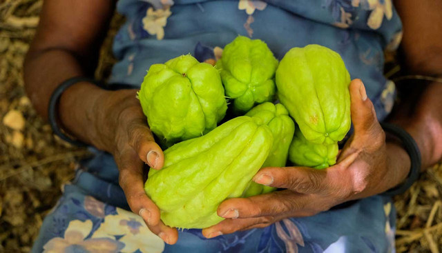 Ilustrasi buah labu siam. Foto: Pexels
