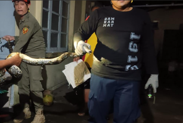 Seekor ular sanca sepanjang 3,5 meter masuk rumah di Ngebong, Kalurahan Margorejo, Kapanewon Tempel, Kabupaten Sleman berhasil dievakuasi damkar. Foto: Dok Damkar Sleman
